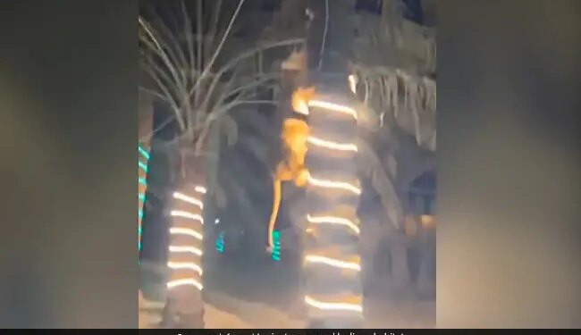 पार्टी के दौरान शेरनी ने शख्स को बनाया अपना शिकार, मारने के लिए पेड़ पर चढ़ गई, पुराना वीडियो फिर से वायरल