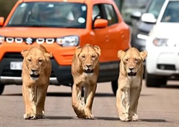 WATCH: Video Of Three Lionesses Roaming The Streets Of Africas Kruger National Park Goes Viral On Social Media