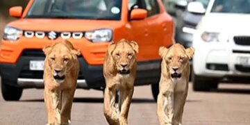 WATCH: Video Of Three Lionesses Roaming The Streets Of Africas Kruger National Park Goes Viral On Social Media