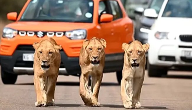 WATCH: Video Of Three Lionesses Roaming The Streets Of Africas Kruger National Park Goes Viral On Social Media