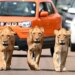 WATCH: Video Of Three Lionesses Roaming The Streets Of Africas Kruger National Park Goes Viral On Social Media