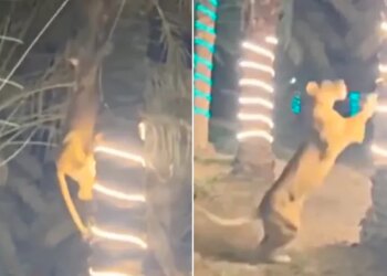 Lioness Shocking Video: Video Of A Man Climbing A Tree Saving Himself From A Lioness Went Viral On Social Media Sherni Ka Video Lioness Attack Lioness Viral Video