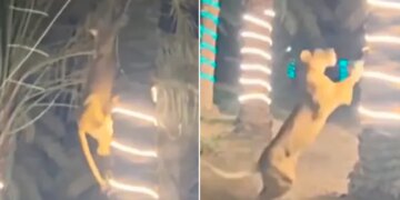 Lioness Shocking Video: Video Of A Man Climbing A Tree Saving Himself From A Lioness Went Viral On Social Media Sherni Ka Video Lioness Attack Lioness Viral Video