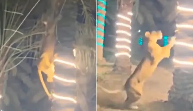 Lioness Shocking Video: Video Of A Man Climbing A Tree Saving Himself From A Lioness Went Viral On Social Media Sherni Ka Video Lioness Attack Lioness Viral Video
