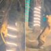 Lioness Shocking Video: Video Of A Man Climbing A Tree Saving Himself From A Lioness Went Viral On Social Media Sherni Ka Video Lioness Attack Lioness Viral Video