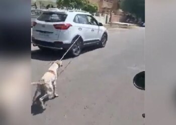 Painful Video: This Cruel Person Dragged The Dog On The Road After Tying It In The Car, This Video Is Terrible