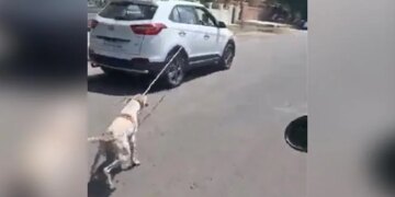 Painful Video: This Cruel Person Dragged The Dog On The Road After Tying It In The Car, This Video Is Terrible