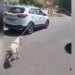 Painful Video: This Cruel Person Dragged The Dog On The Road After Tying It In The Car, This Video Is Terrible