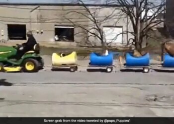 Elderly Man Builds Train To Take Rescued Stray Dogs On Rides See Video
