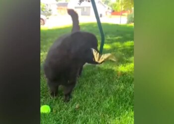 Butterflies Made Friends With Puppy, People Watching The Video Said – This Video Has Made The Day! – तितलियों ने की Puppy से की दोस्ती, वीडियो देख लोगों ने कहा