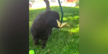 Butterflies Made Friends With Puppy, People Watching The Video Said – This Video Has Made The Day! – तितलियों ने की Puppy से की दोस्ती, वीडियो देख लोगों ने कहा