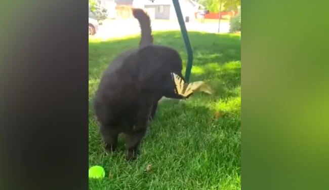 Butterflies Made Friends With Puppy, People Watching The Video Said – This Video Has Made The Day! – तितलियों ने की Puppy से की दोस्ती, वीडियो देख लोगों ने कहा