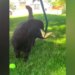 Butterflies Made Friends With Puppy, People Watching The Video Said – This Video Has Made The Day! – तितलियों ने की Puppy से की दोस्ती, वीडियो देख लोगों ने कहा