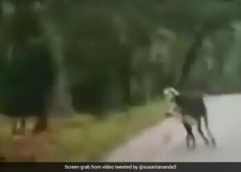 Bull Scares Away Tiger Internet Stunned In Viral Video Shared By IFS Officer Watch