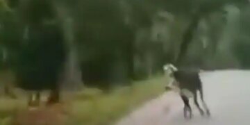 Bull Scares Away Tiger Internet Stunned In Viral Video Shared By IFS Officer Watch