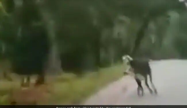 Bull Scares Away Tiger Internet Stunned In Viral Video Shared By IFS Officer Watch