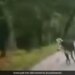 Bull Scares Away Tiger Internet Stunned In Viral Video Shared By IFS Officer Watch