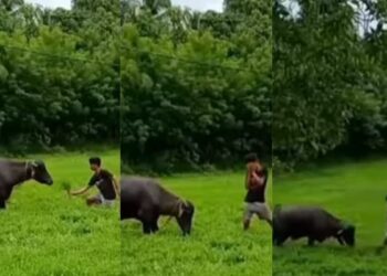 Video Of Buffalo Angry On Boy: Video Of Boy Dancing In Front Of Buffalo Goes Viral On Social Media Buffalo Angry Buffalo Video Funny Video