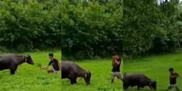 Video Of Buffalo Angry On Boy: Video Of Boy Dancing In Front Of Buffalo Goes Viral On Social Media Buffalo Angry Buffalo Video Funny Video