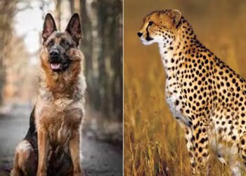 Commando Dog To Guard Cheetahs From Namibia, Will Save Cheetahs Safely From Poachers