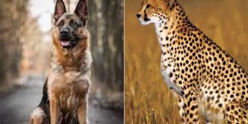 Commando Dog To Guard Cheetahs From Namibia, Will Save Cheetahs Safely From Poachers