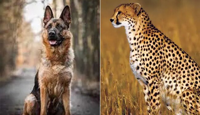 Commando Dog To Guard Cheetahs From Namibia, Will Save Cheetahs Safely From Poachers