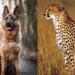 Commando Dog To Guard Cheetahs From Namibia, Will Save Cheetahs Safely From Poachers