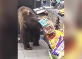 When He Was Hungry, The Bear Entered The Shop And Stole The Snacks Of His Choice, People Said – Dadda Has The Right – भूख लगी तो भालू ने दुकान में घुसकर मनपसंद की नमकीन चुरा लिया, लोगों ने कहा