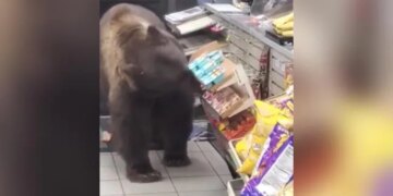 When He Was Hungry, The Bear Entered The Shop And Stole The Snacks Of His Choice, People Said – Dadda Has The Right – भूख लगी तो भालू ने दुकान में घुसकर मनपसंद की नमकीन चुरा लिया, लोगों ने कहा
