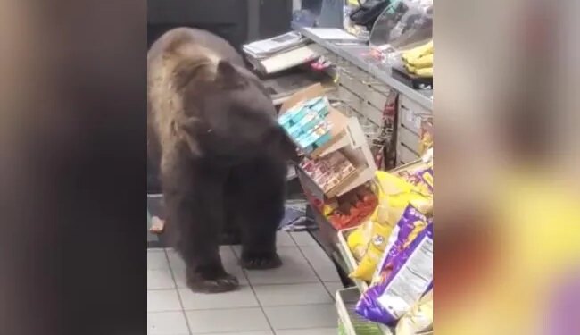 When He Was Hungry, The Bear Entered The Shop And Stole The Snacks Of His Choice, People Said – Dadda Has The Right – भूख लगी तो भालू ने दुकान में घुसकर मनपसंद की नमकीन चुरा लिया, लोगों ने कहा