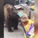 When He Was Hungry, The Bear Entered The Shop And Stole The Snacks Of His Choice, People Said – Dadda Has The Right – भूख लगी तो भालू ने दुकान में घुसकर मनपसंद की नमकीन चुरा लिया, लोगों ने कहा