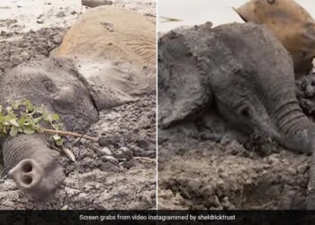 Elephants Stuck In Mud For Two Days Get Rescued In Kenya Watch Viral Video – मिट्टी के दलदल में दो दिन तक फंसे रहे दो हाथी, फिर रेस्क्यू टीम ने ऐसे निकाला बाहर