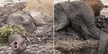 Elephants Stuck In Mud For Two Days Get Rescued In Kenya Watch Viral Video – मिट्टी के दलदल में दो दिन तक फंसे रहे दो हाथी, फिर रेस्क्यू टीम ने ऐसे निकाला बाहर