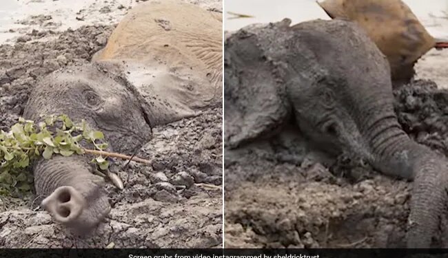 Elephants Stuck In Mud For Two Days Get Rescued In Kenya Watch Viral Video – मिट्टी के दलदल में दो दिन तक फंसे रहे दो हाथी, फिर रेस्क्यू टीम ने ऐसे निकाला बाहर