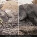Elephants Stuck In Mud For Two Days Get Rescued In Kenya Watch Viral Video – मिट्टी के दलदल में दो दिन तक फंसे रहे दो हाथी, फिर रेस्क्यू टीम ने ऐसे निकाला बाहर