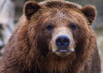 Hungry Bear Walks Into Shop Strolls Out With Candies In California Cashier Stunned Watch Viral Video