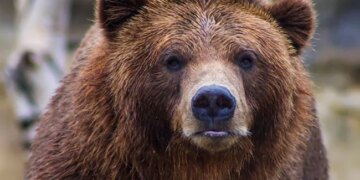Hungry Bear Walks Into Shop Strolls Out With Candies In California Cashier Stunned Watch Viral Video