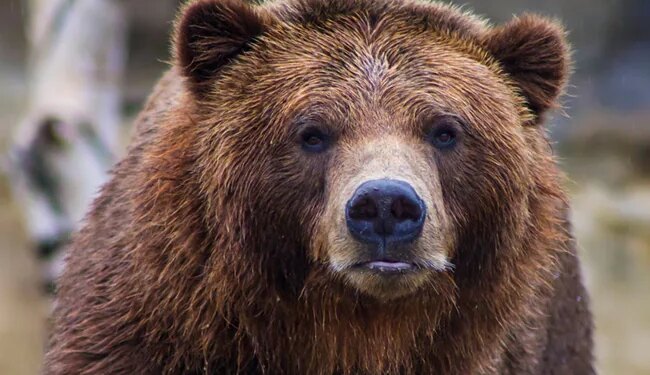 Hungry Bear Walks Into Shop Strolls Out With Candies In California Cashier Stunned Watch Viral Video