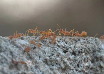 Ants On Earth: वैज्ञानिकों ने गिन लीं धरती की पूरी चींटियां! हुआ चौंकाने वाला खुलासा