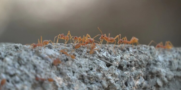 Ants On Earth: वैज्ञानिकों ने गिन लीं धरती की पूरी चींटियां! हुआ चौंकाने वाला खुलासा