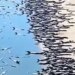 Alligator Viral Videos: Hundreds Of Alligators Were Seen On Sea Beach Watch Shocking Video Dangerous Alligator Videos