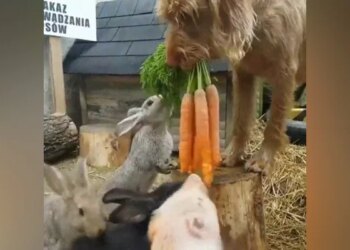 The Dog Made Friendship With The Rabbit, Fed Everyone The Carrots, Watching The Video Will Say – All Are True Friends – कुत्ते ने खरगोश से कर ली दोस्ती, सबको खिलाया गाजर, वीडियो देख कहेंगे