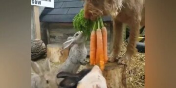 The Dog Made Friendship With The Rabbit, Fed Everyone The Carrots, Watching The Video Will Say – All Are True Friends – कुत्ते ने खरगोश से कर ली दोस्ती, सबको खिलाया गाजर, वीडियो देख कहेंगे