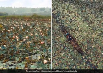 Drone Captures Mesmerising View Of Lake Full Of Lotus Flowers In Kerela See Viral Video