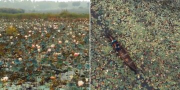 Drone Captures Mesmerising View Of Lake Full Of Lotus Flowers In Kerela See Viral Video