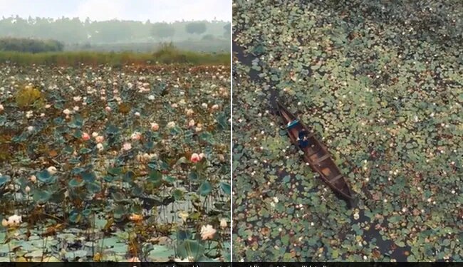 Drone Captures Mesmerising View Of Lake Full Of Lotus Flowers In Kerela See Viral Video