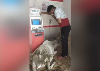 Atm Cow Dung Viral Video: Cow Did Dung By Entering Atm Man Took Out Money By Closing His Nose Mp Rewa
