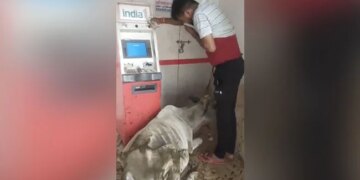 Atm Cow Dung Viral Video: Cow Did Dung By Entering Atm Man Took Out Money By Closing His Nose Mp Rewa