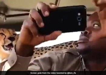 Cheetah Jumps Onto Safari Vehicle Man Clicks Selfie With It Then What Happened Next See Shocking Viral Video