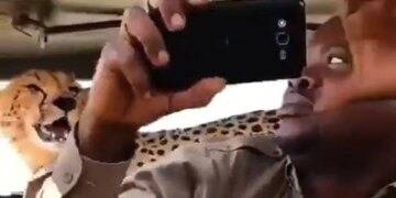 Cheetah Jumps Onto Safari Vehicle Man Clicks Selfie With It Then What Happened Next See Shocking Viral Video